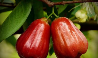 莲雾怎么保鲜（莲雾怎么保鲜时间长）