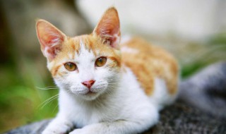 猫砂是什么东西（膨润土猫砂是什么东西）