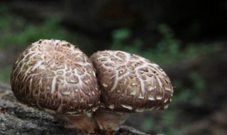 椴木香菇是什么（椴木香菇是什么味道）