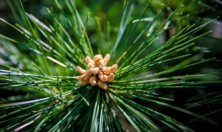 松柏的象征意义是什么（松柏的象征意义是什么四字词语）
