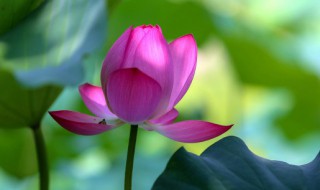 荷花的资料有哪些（荷花的资料大全简介）