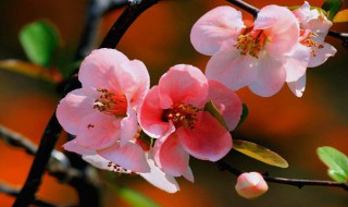 海棠花含香吗?（海棠花含香吗为什么）