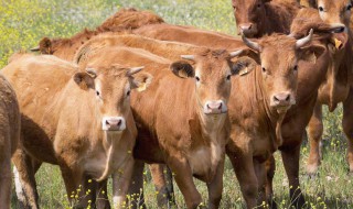 牛喂葡萄糖粉一天喂多少（牛喂葡萄糖粉一天喂多少克）