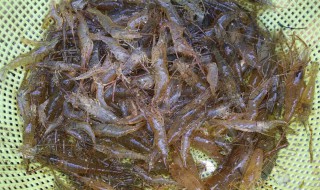 怎么做虾给宝宝吃 怎么做虾给宝宝吃好吃