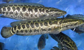 才鱼怎么做好吃(鱼怎样做才好吃)