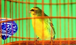 金燕鸟吃什么食（金燕鸟吃什么食物为主）