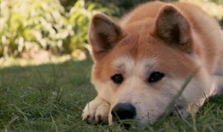 秋田幼犬怎么挑选（秋田犬选择）