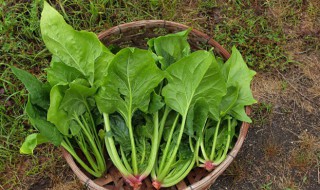 西式菠菜泥怎么做（西式菠菜泥怎么做的）