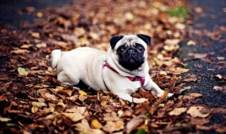 巴哥犬怎么挑选品相（如何挑巴哥犬）