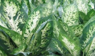 万年青的功效与作用（小叶万年青的功效与作用）