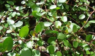 千叶花的功效与作用（千叶花的功效与作用及禁忌）