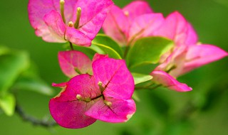 三角梅的功效与作用 三角梅的功效与作用百度百科