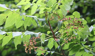 苦木的功效与作用(溪黄草的功效与作用)