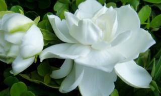 桅子花的功效与作用 桅子花的功效与作用图片