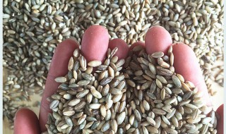 青稞米怎么做好吃（青稞米怎么做好吃视频）