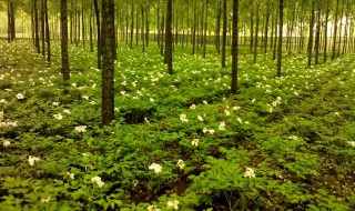 林下种植什么最简单（林下种植什么最简单知母）