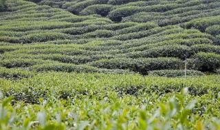 目前在云南种植什么（目前在云南种植什么蔬菜）