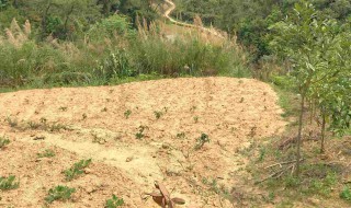 黄泥地适合种植什么 黄泥地适合种植什么水果