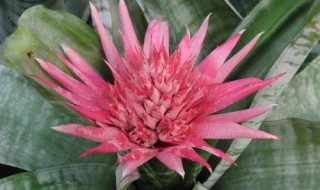 粉色的菠萝是什么花 粉色菠萝是什么含义