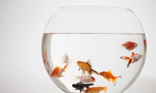 新手混养鱼最佳搭配 十大养不死的观赏鱼不用加氧