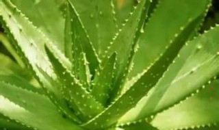 用新鲜芦荟洗头步骤 新鲜芦荟洗头发有什么好处