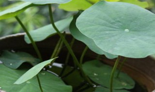 碗莲种植养护方法 碗莲种植养护方法和技术