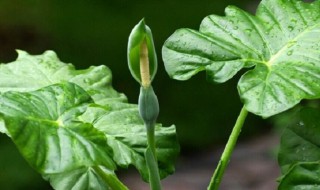 芋头和滴水观音的区别是什么 芋头和滴水观音的区别是什么呢