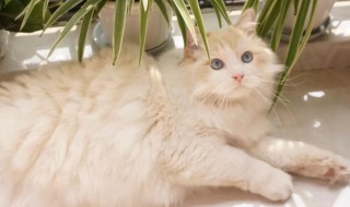 帮宠物猫猫正确刷毛的方法（给猫刷毛的刷如何清理）