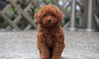 小泰迪怎么挑选 小泰迪怎么挑选好的