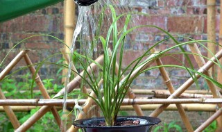 家里千万不能养兰花为什么 家里不能养兰花吗