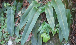 石韦是什么意思 什么叫石韦