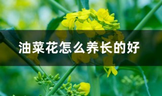 油菜花怎么养 油菜花怎么养殖