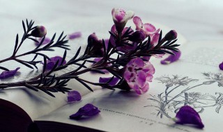 期诺是什么意思（期诺的意思）