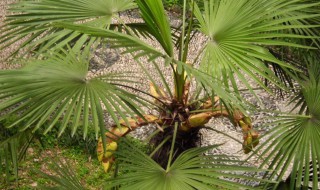 棕树是什么意思 梦见棕树是什么意思