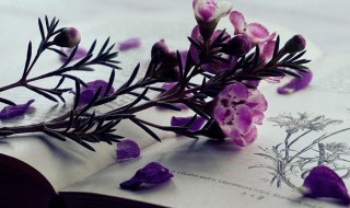 枝条是什么意思 枝条属于什么