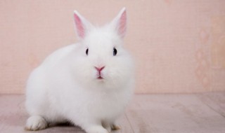 2011年属什么生肖（2011年属什么生肖兔）