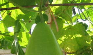 瓜瓣是什么意思（瓜瓣是什么意思 秒懂百科）