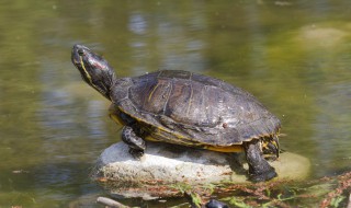 旺财风水之养龟六大忌 养龟的六大风水禁忌