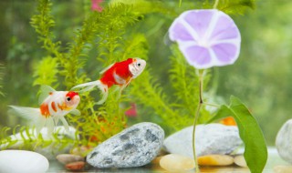 新鱼消毒最简单的方法 新鱼回来怎么消毒