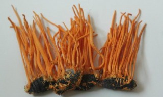 北虫草的功效与作用及食用方法（北虫草功效和作用及食用方法）