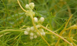 菟丝子怎么读 菟丝子怎么读拼音