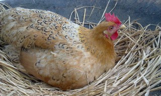 母鸡英语怎么读（母鸡英语怎么读音发音）