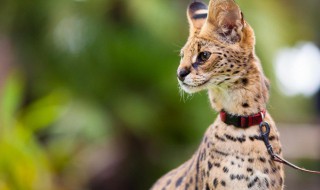 薮猫怎么读 薮猫为什么叫薮猫