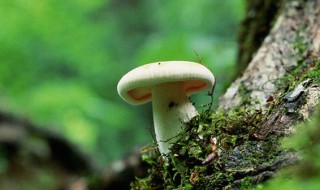 蘑菇有哪几个部分组成? 蘑菇有哪四部分