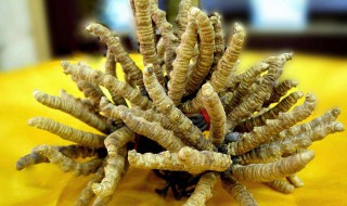 冬虫夏草搭配什么一起吃最好（冬虫夏草配什么吃效果好）