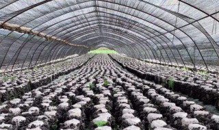 三十烷醇的使用与搭配 三十烷醇和什么搭配效果好