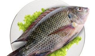 风干罗非鱼的腌制方法 风干罗非鱼的腌制方法大全