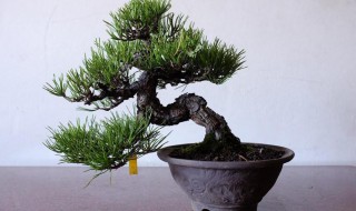 黑松种植技术和方法 黑松种植技术和方法图片