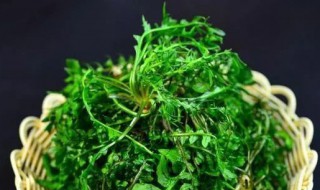 荠菜团子的做法和配方(荠菜团子的做法和配方视频)