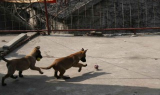 1个月马犬幼犬训练方法 1个月马犬幼犬训练方法图解